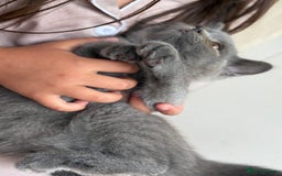 British Shorthair cats for sale: 🏡 Vaccinated Bsh kittens - GCCF parents - Image 5