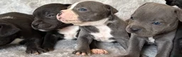 Staffordshire Bull Terrier dogs for sale: Stunning Staffordshire bull terrier puppies in Manchester - Advert 17