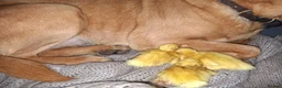 Ducks poultry for sale: Aylesbury Duck Hatching Eggs x6 - Advert 2