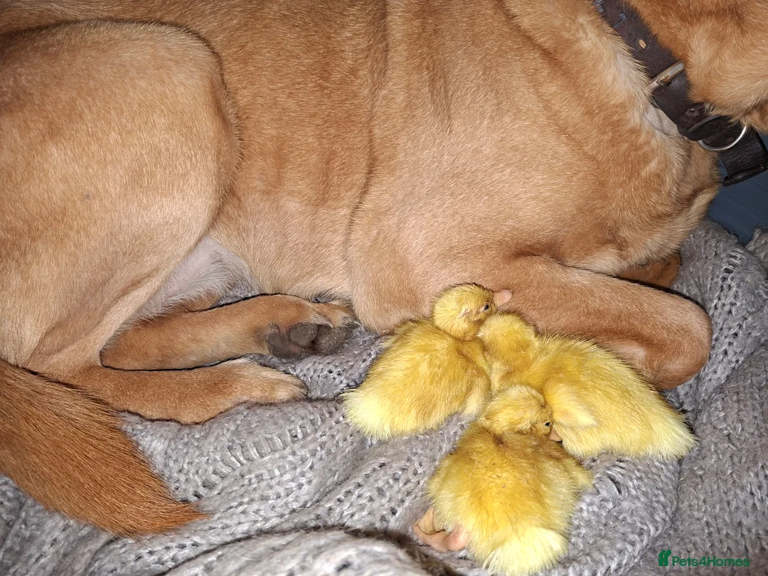 Ducks poultry for sale: Aylesbury Duck Hatching Eggs x6 - Advert 2