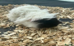 Guinea Pig rodents for sale: Baby guinea pigs  in Ashford - Image 8