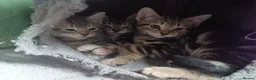 Bengal cats for sale: Bengal x British Short Hair Kittens  in Cupar - Advert 9