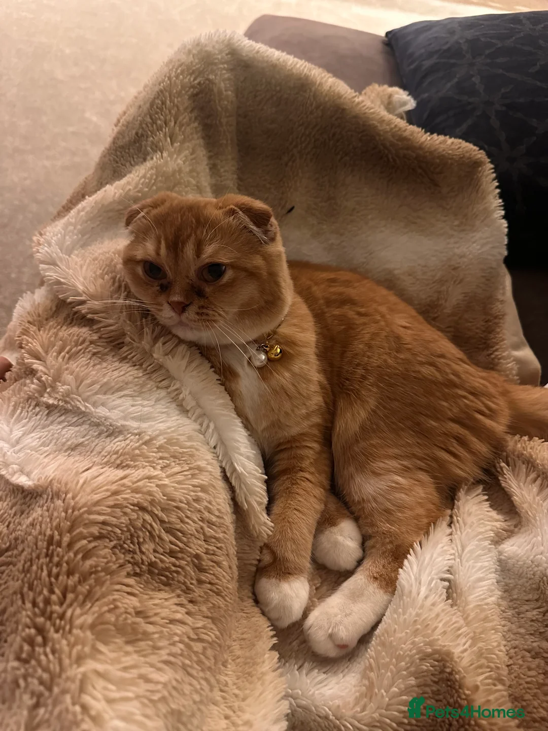 Scottish Fold cats for sale: Coco & Pumpkin  - Advert 5