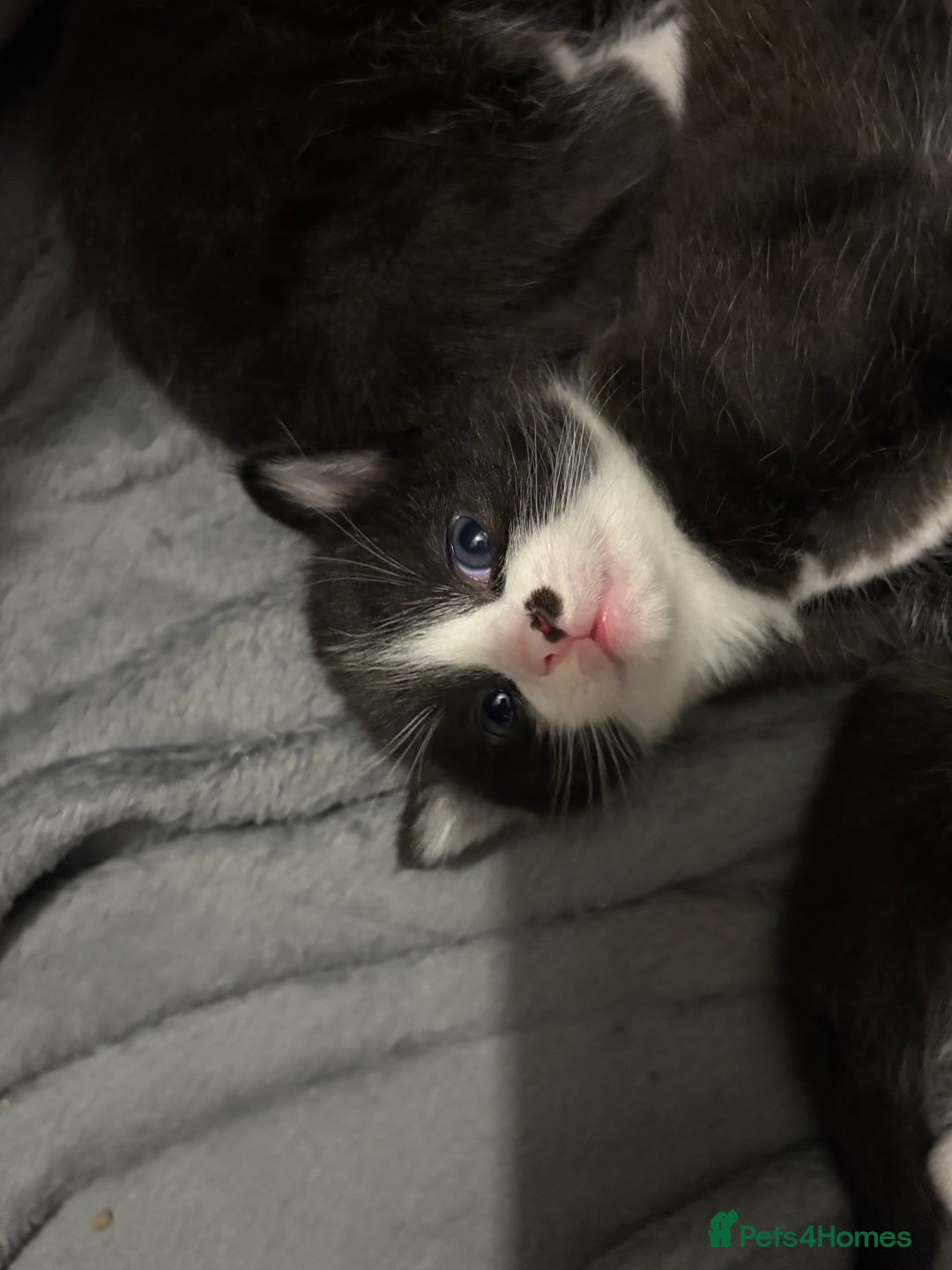 Ragdoll cats for sale:  Ragdoll X Kittens  - Advert 7