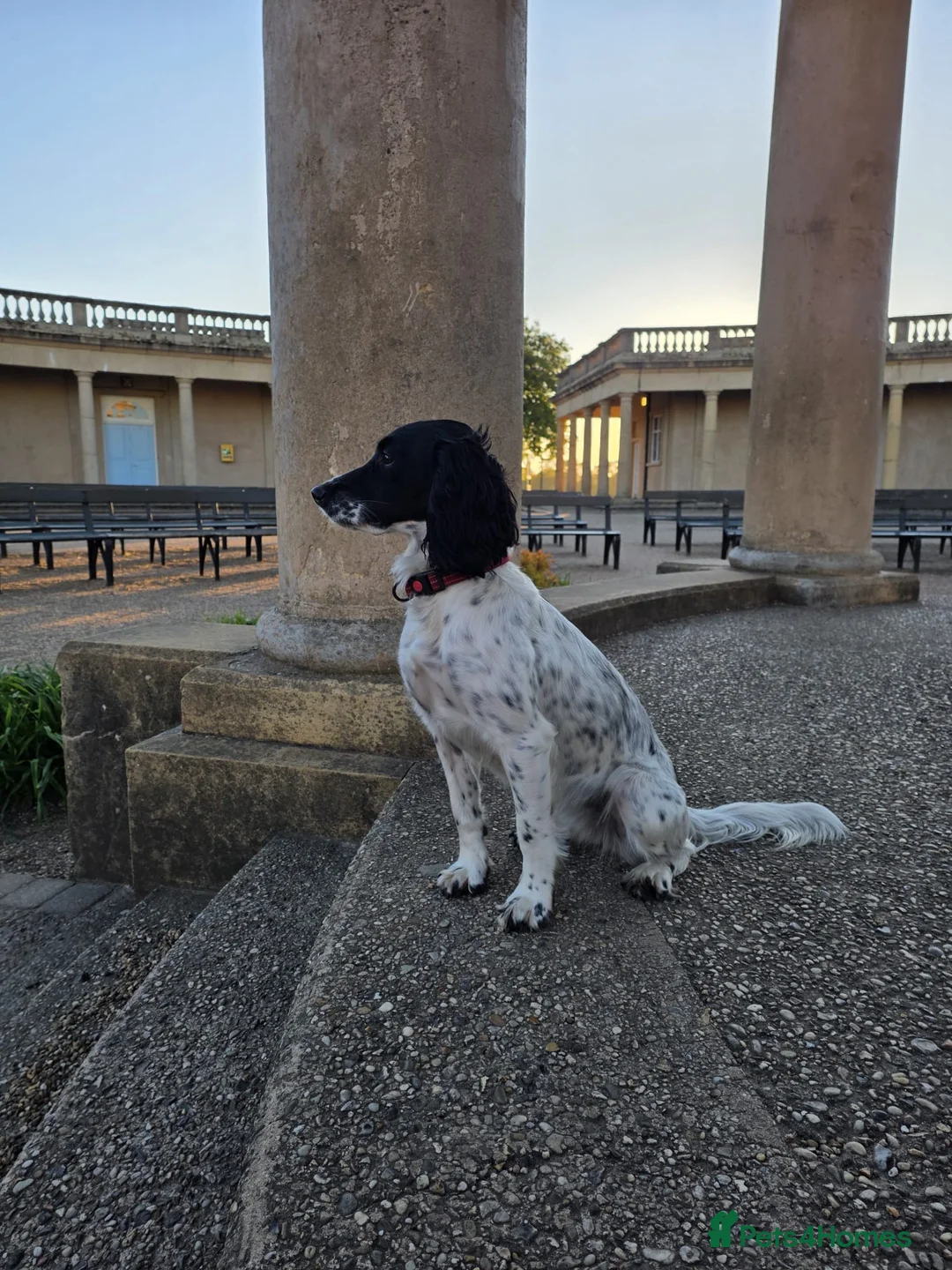 Sprocker dogs for adoption: Sproker  - Advert 3