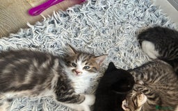 British Longhair cats for sale: Gorgeous Long Hair Tabby's - Ready 25/10/25 - Image 13