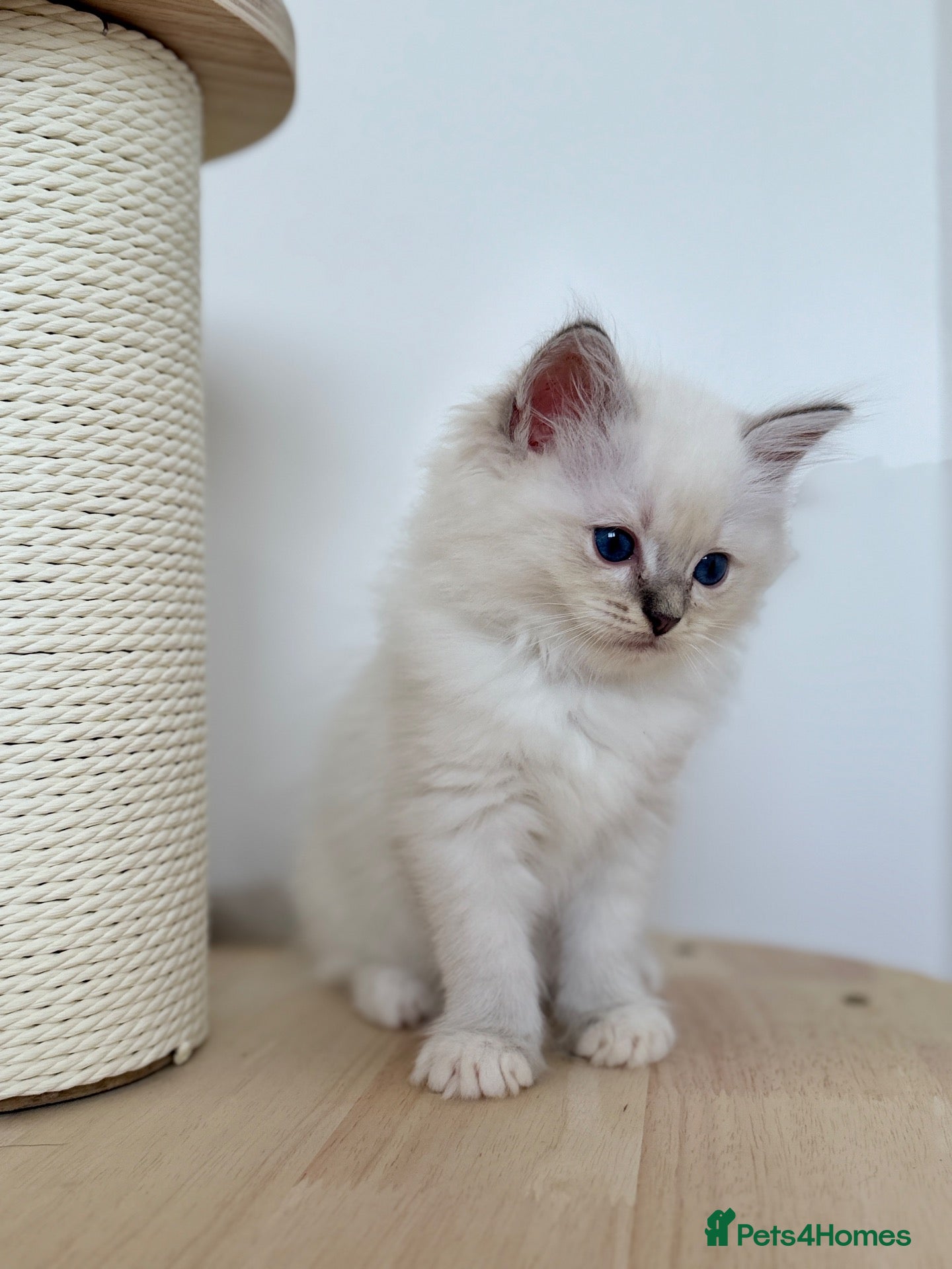 Ragdoll cats Outstanding Ragdoll Kittens✨Exceptional Quality - Advert 2