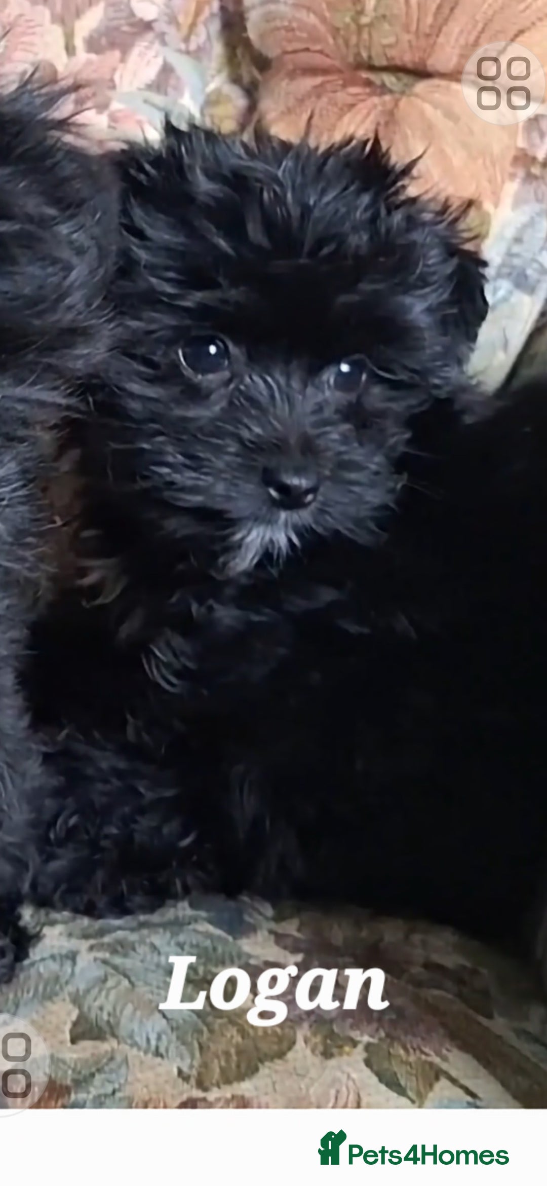 Mixed Breed dogs for sale: Biewer ( yorkshire terrier ) x chorkie puppies - Image 4