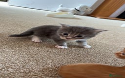 Maine Coon cats for sale: Maine coon kittens  - Image 4