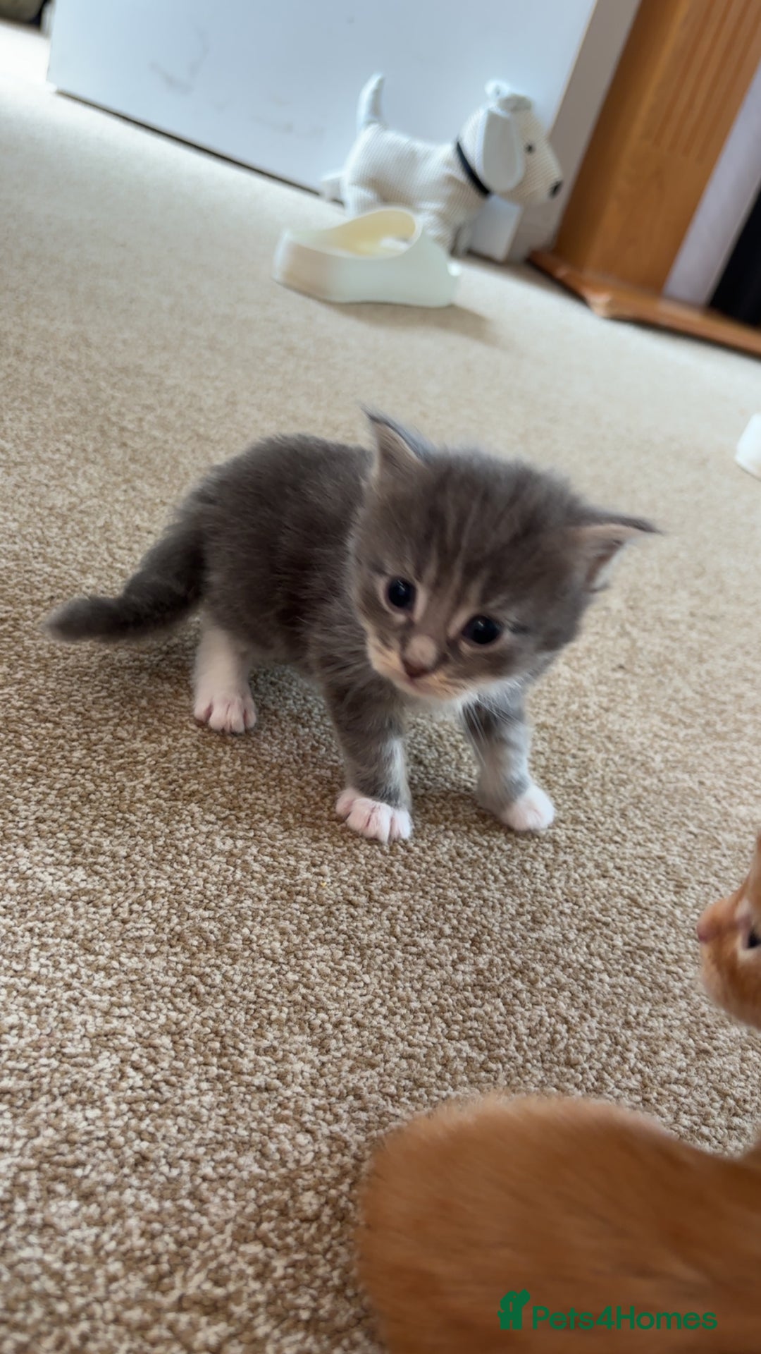 Maine Coon cats for sale: Maine coon kittens  - Image 4