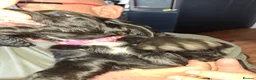 Cocker Spaniel dogs for sale: Beautiful Cocker Spaniel Puppies in Hunstanton - Advert 7