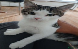 Domestic Shorthair cats for sale: Cute Domestic short hair Kitten, 5 Months Old  - Image 2