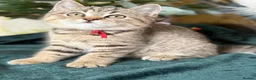 British Longhair cats for sale: TICA British Longhair & Shorthair Girls😺 - Advert 9