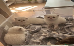 British Longhair cats for sale: Stunning British Longhair Kittens Ready to collect - Image 23