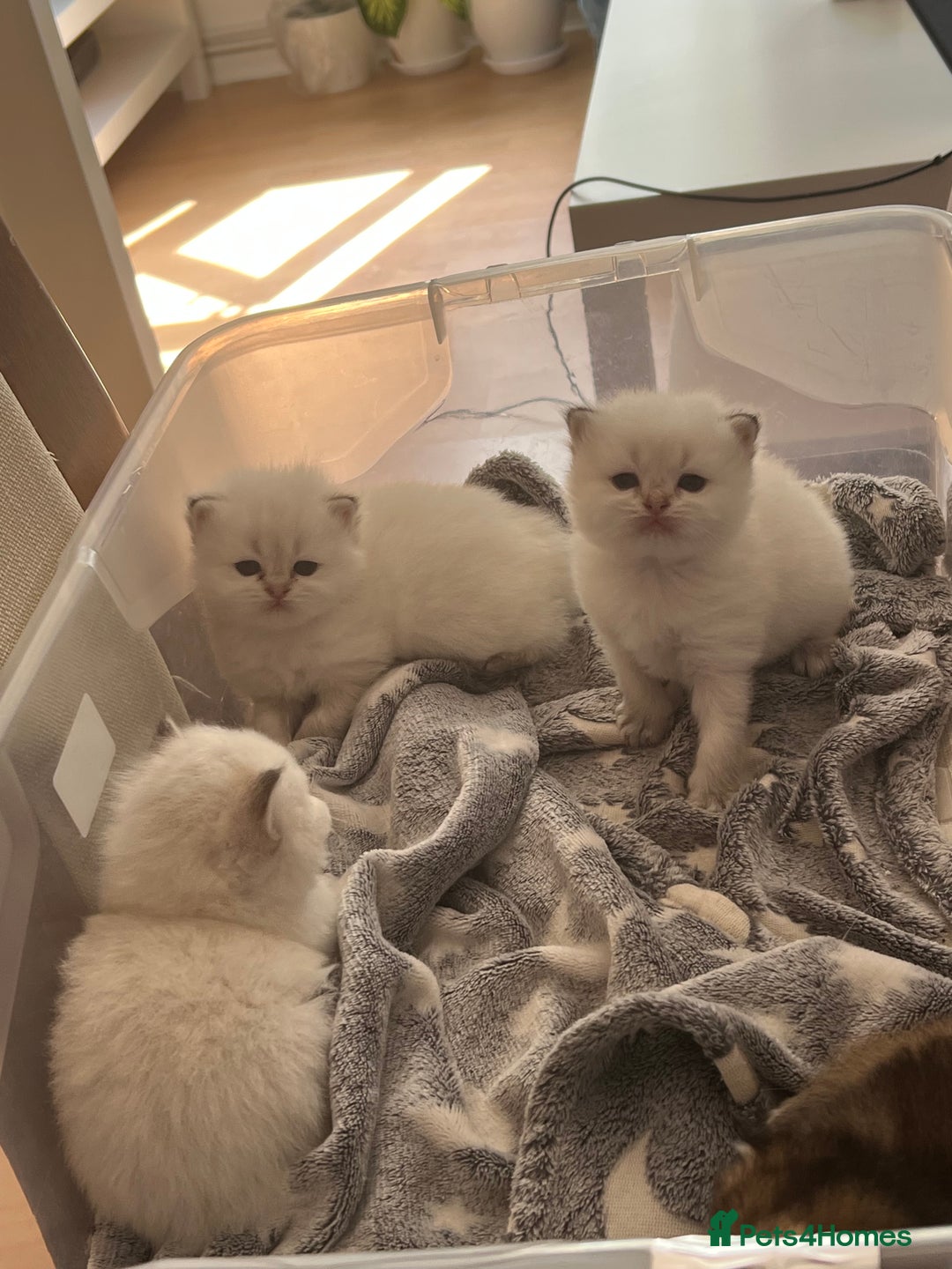 British Longhair cats for sale: Stunning British Longhair Kittens Ready to collect - Image 23