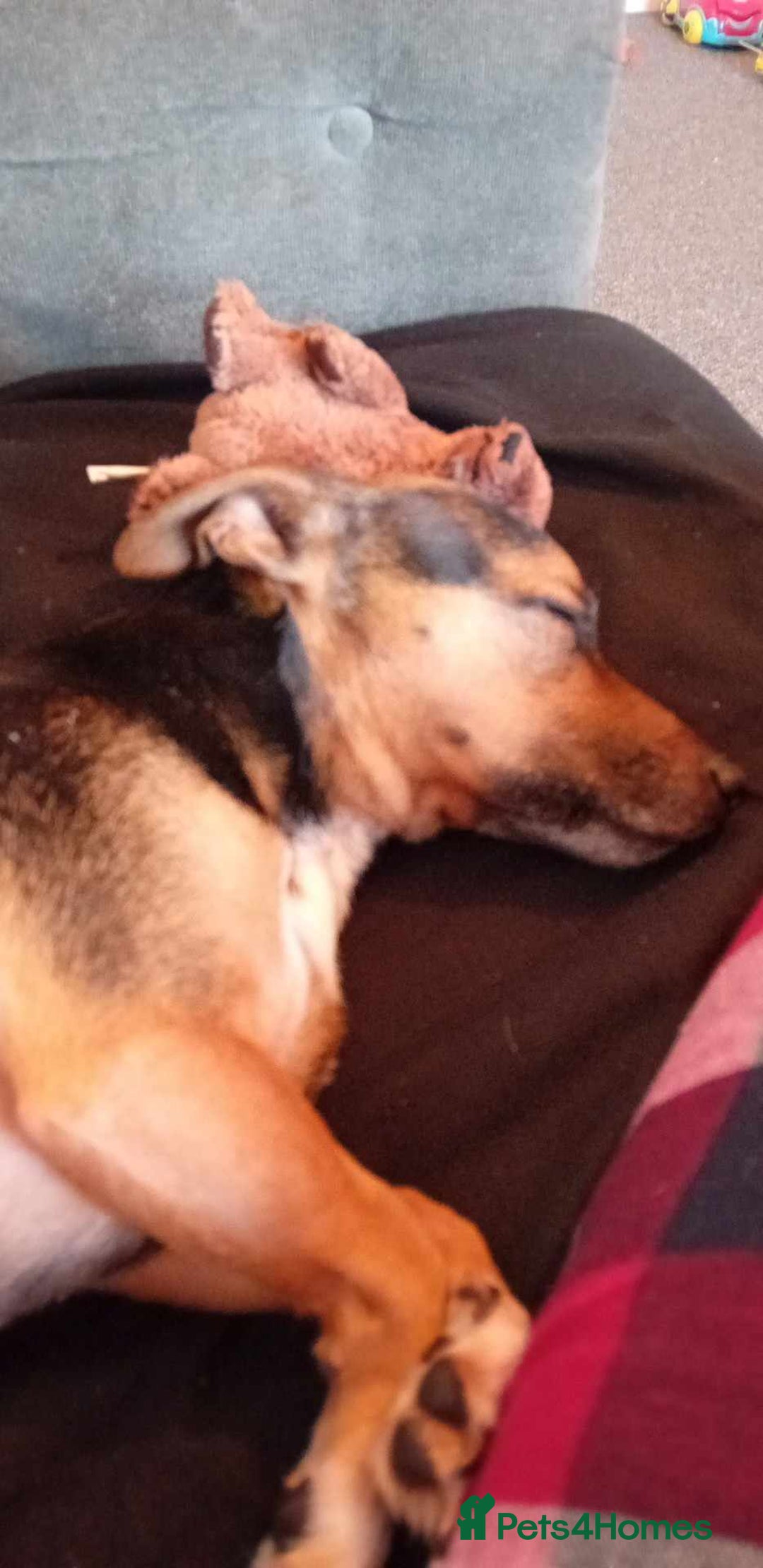 Mixed Breed dogs for sale: Meet Ozzy 5Yr old Jack-Chi - Image 2