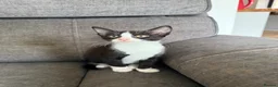 Mixed Breed cats for sale: Kittens  - Advert 4