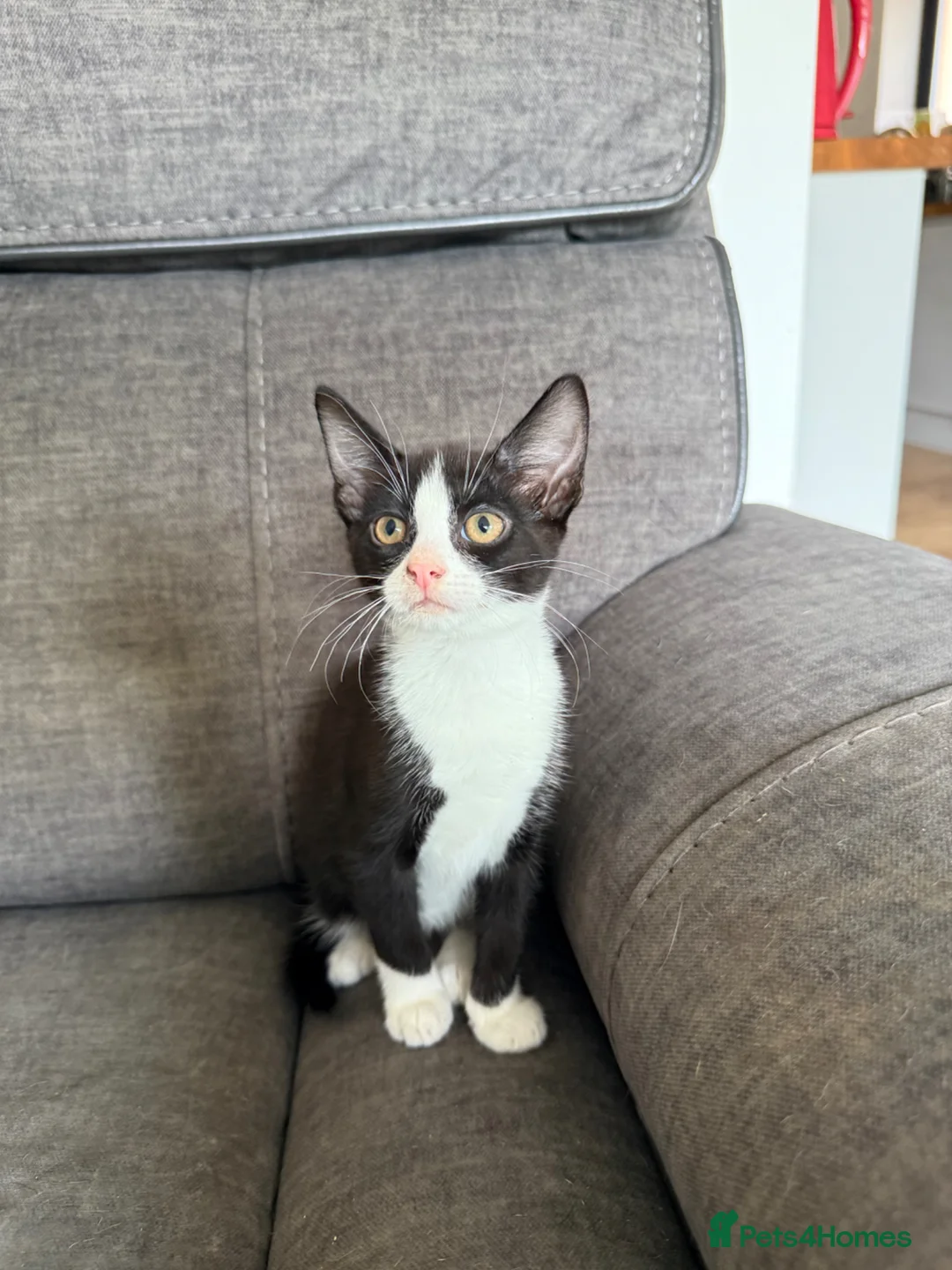 Mixed Breed cats for sale: Kittens  - Advert 4