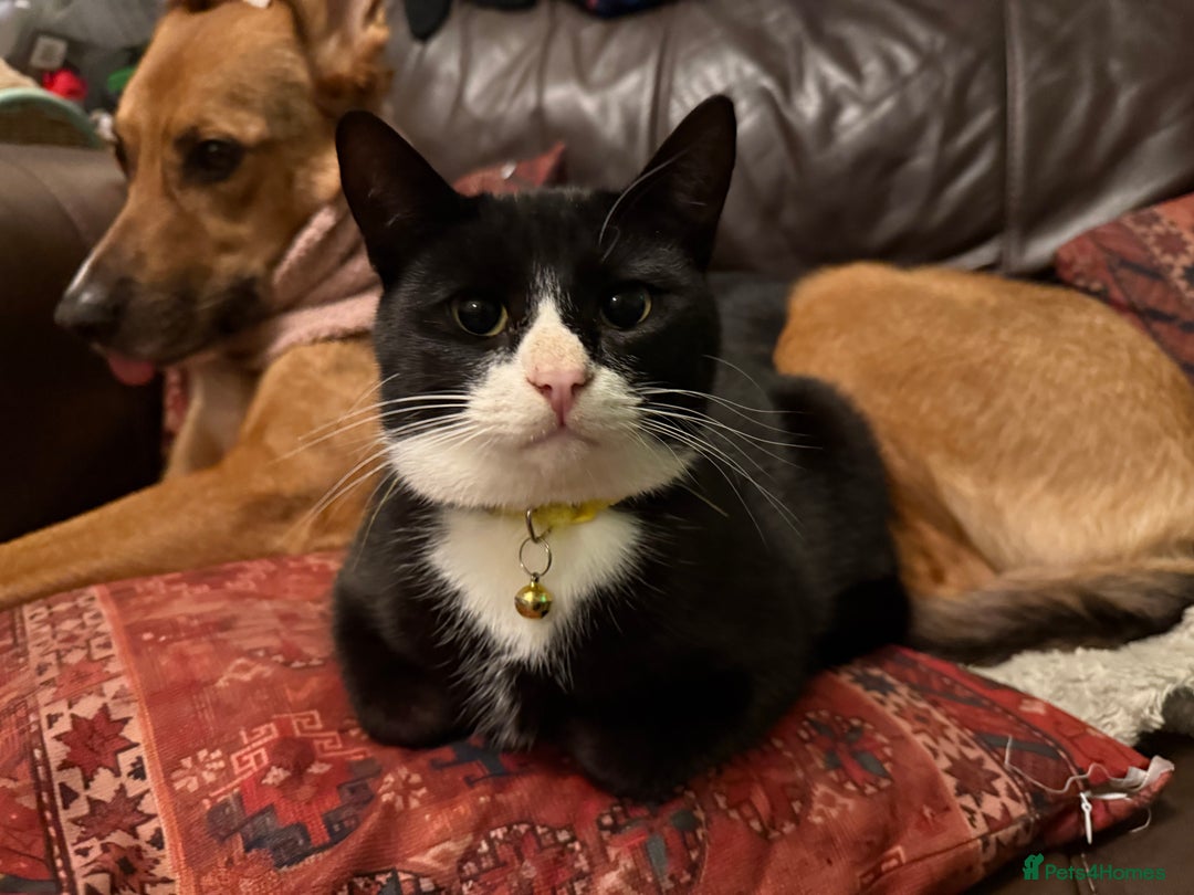 Mixed Breed cats for adoption: Lovely young cats looking for forever home  - Advert 13