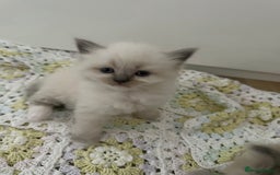 Ragdoll cats for sale: Beautiful mink point Ragdolls! 🩶🤍 - Image 26