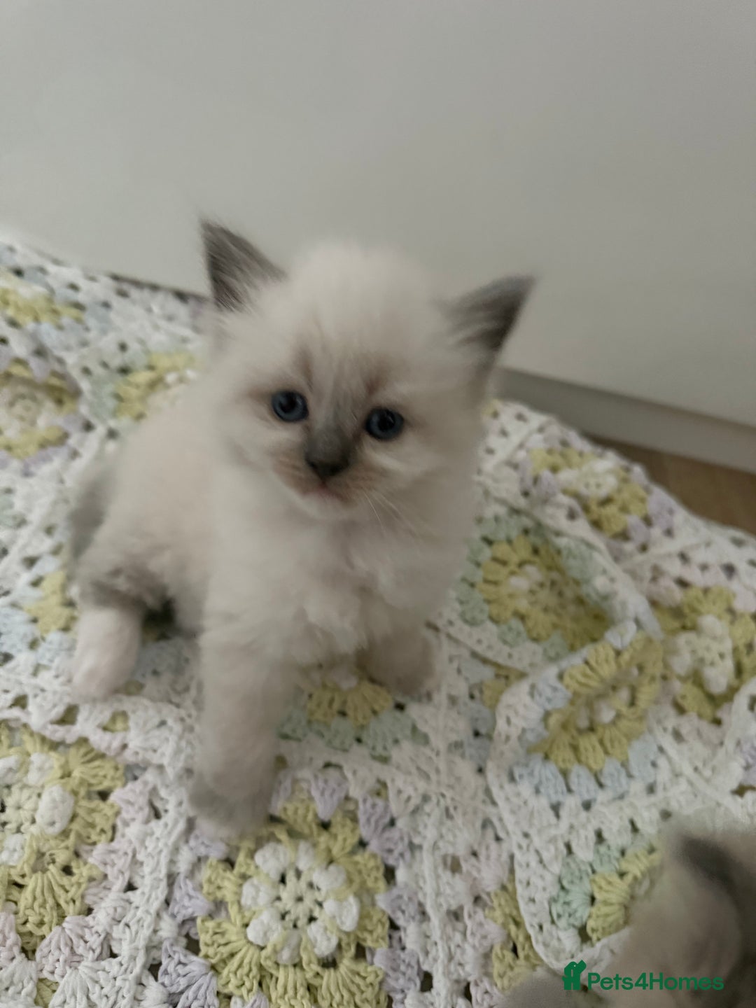 Ragdoll cats for sale: Beautiful mink point Ragdolls! 🩶🤍 - Image 26