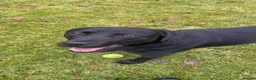 Labrador Retriever dogs for sale: Sweet but Batty Labrador Male for Sale in Birmingham - Advert 2