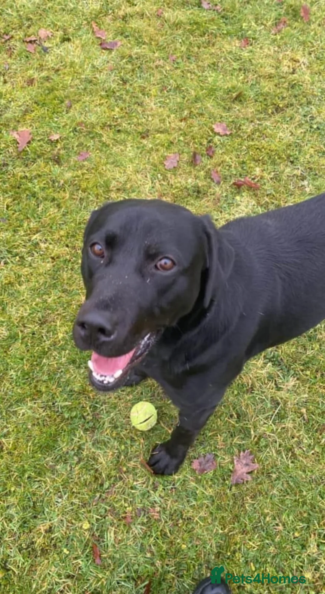 Labrador Retriever dogs for sale: Sweet but Batty Labrador Male for Sale in Birmingham - Advert 2