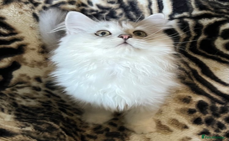 British Longhair cats - Advert 2