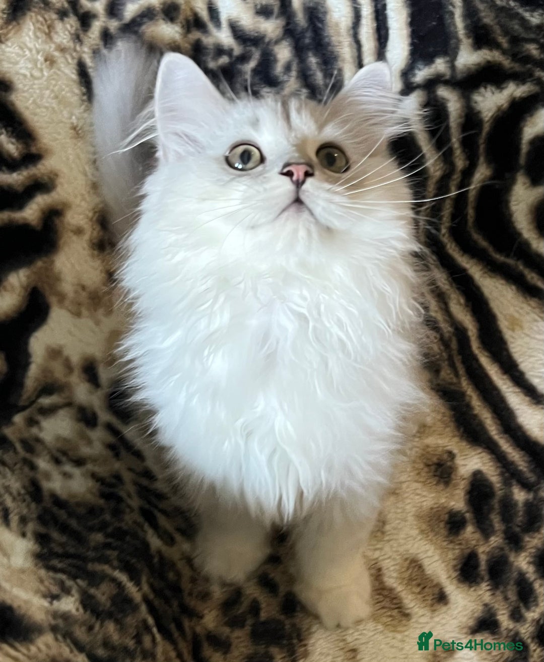 British Longhair cats for sale: READY NOW ‼️🏆British Longhair Boy.GCCF  - Image 5
