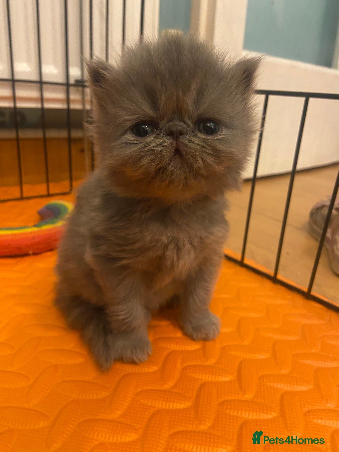 Persian cats for sale: Stunning pedigree Persian kittens - Advert 12