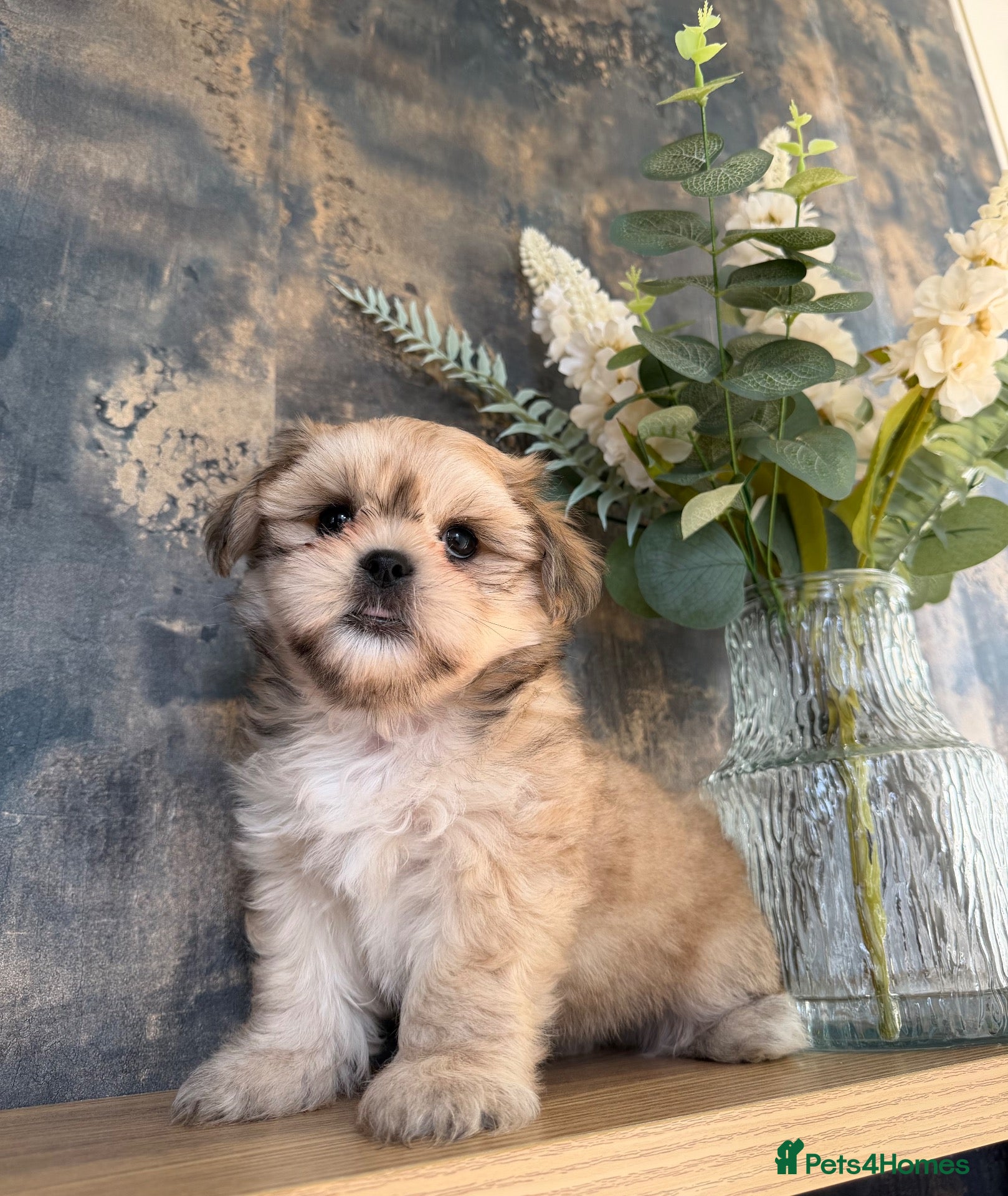 Shih Tzu dogs 1 Gorgeous boy imperial Shih Tzu  - Advert 18