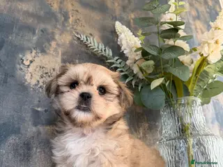 Shih Tzu dogs 1 Gorgeous boy imperial Shih Tzu - Advert 1