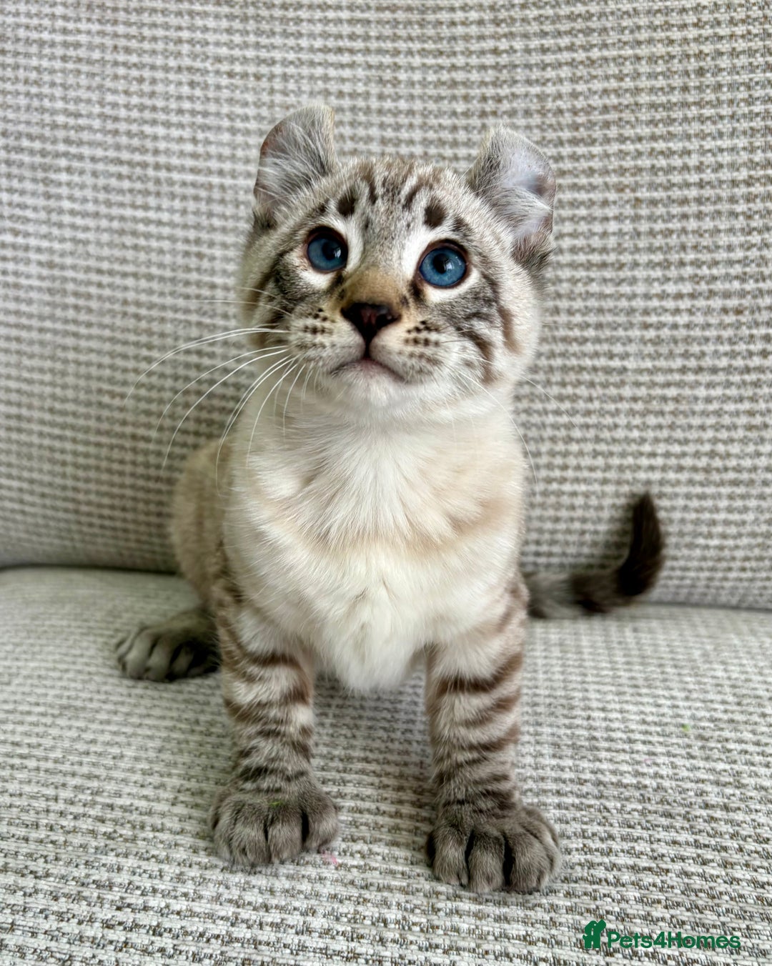 Savannah cats for sale: Awesome snow leopard Keetso male  - Image 5