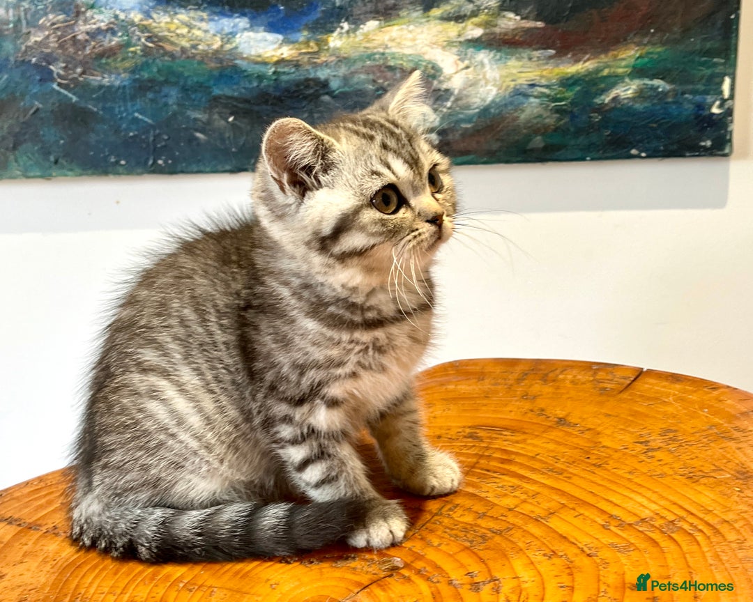 British Shorthair cats for sale: Ready NOW-Black Silver Tabby, Female - Image 4