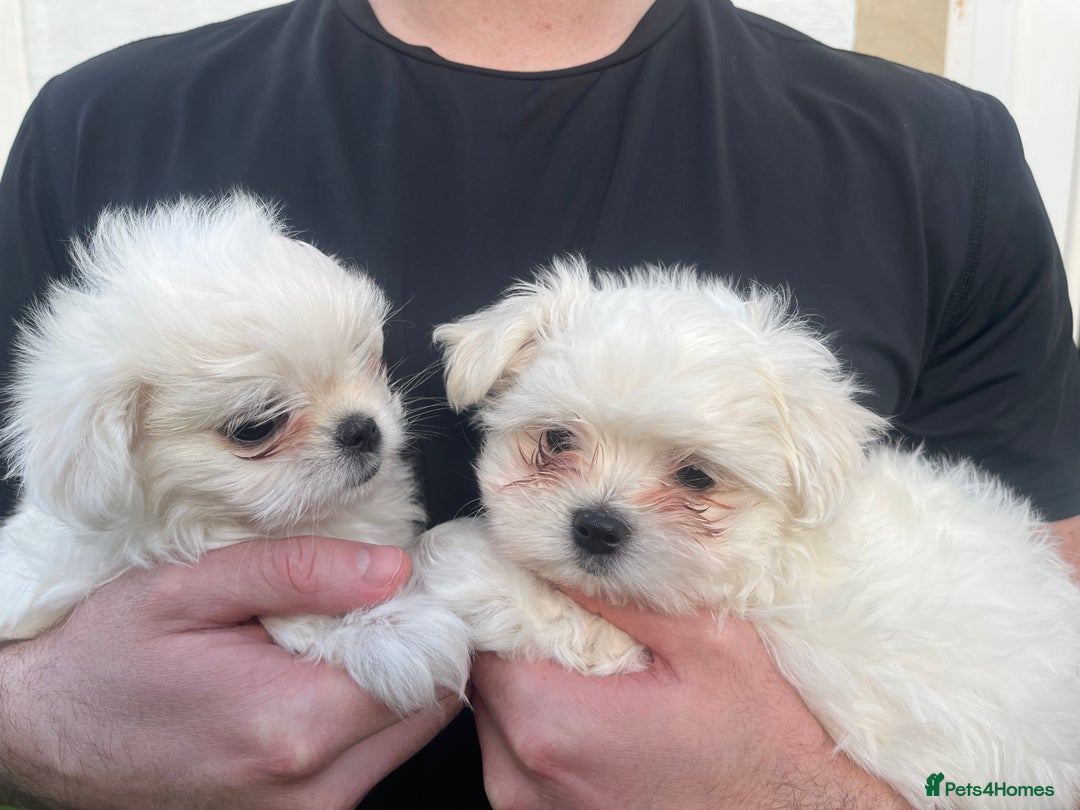 Maltese dogs for sale: Meet Your Little Heart Melters ❄️ - Advert 4