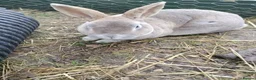 Mixed Breed rabbits for sale: Rex cross continental giant babies for sale in Dorchester - Advert 7