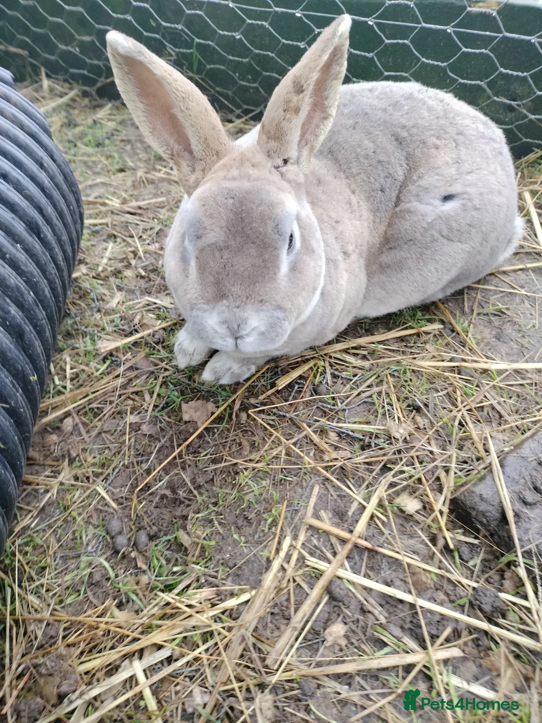 Mixed Breed rabbits for sale: Rex cross continental giant babies for sale in Dorchester - Advert 7