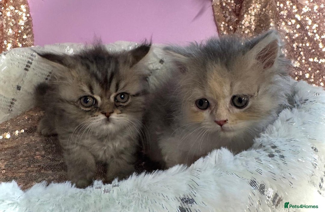 Turkish Angora cats for sale: Angora cross Persian kittens 🐱  - Image 1