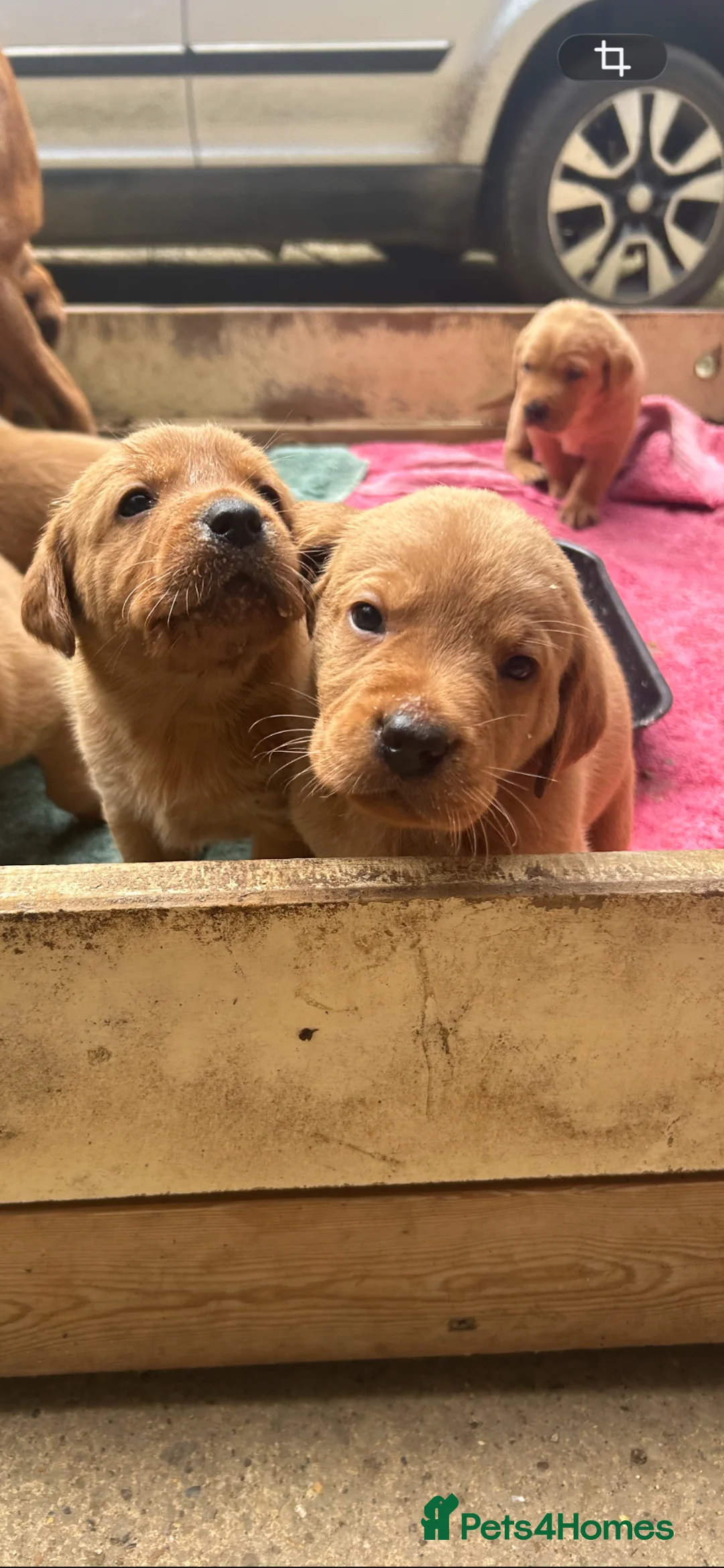 Labrador Retriever dogs for sale: Fox Red Labrador Puppies in Cheltenham - Advert 1