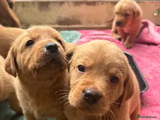 Labrador Retriever dogs Fox Red Labrador Puppies - Advert 1