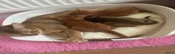 Abyssinian cats for sale: Abysinian boy 4 months  in London - Advert 4