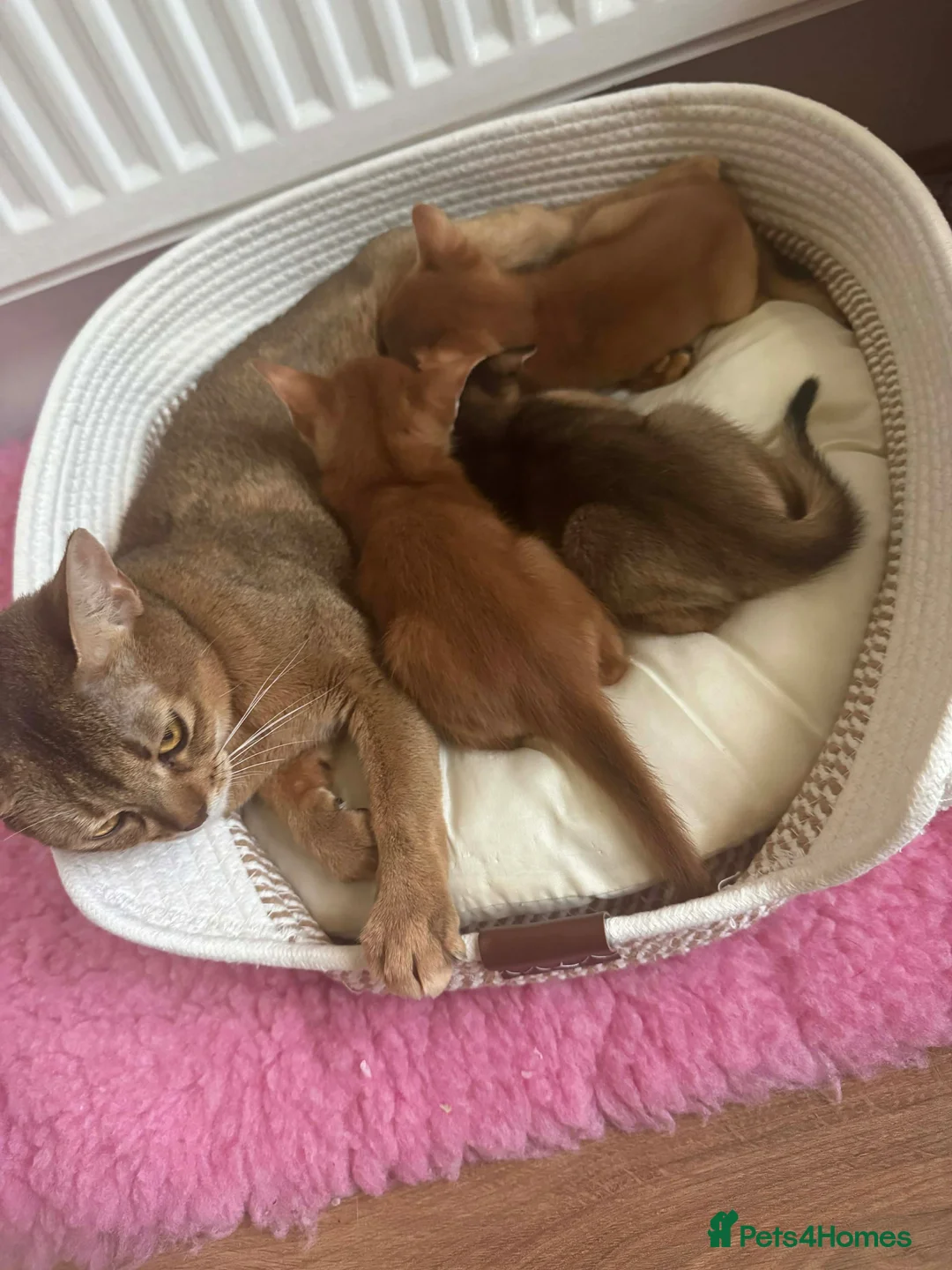 Abyssinian cats for sale: Abysinian boy 4 months  in London - Advert 4