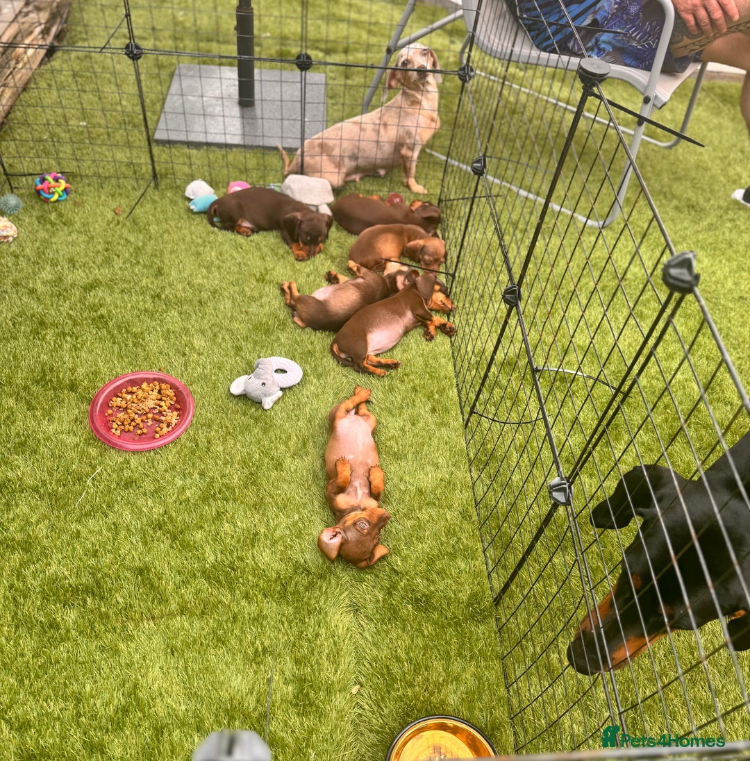 Miniature Dachshund dogs for sale: BEAUTIFUL MINI DACHSHUND PUPPIES  - Image 14