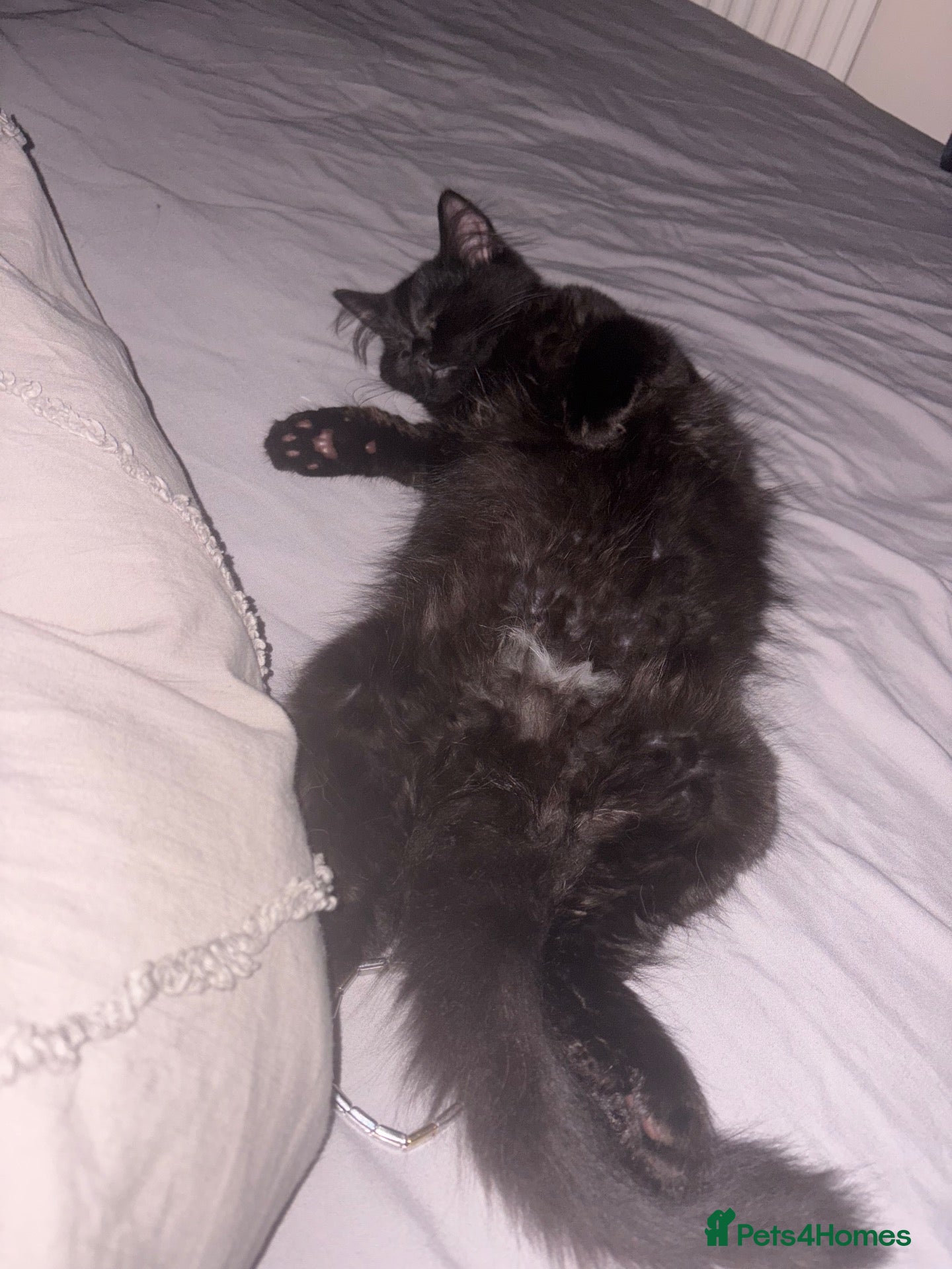 Mixed Breed cats Female Kitten Looking for a Loving Home - Advert 6