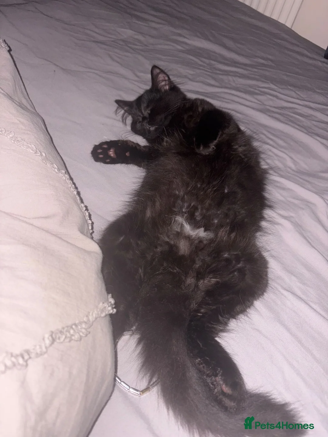 Mixed Breed cats for sale: Female Kitten Looking for a Loving Home in Oakham - Advert 1