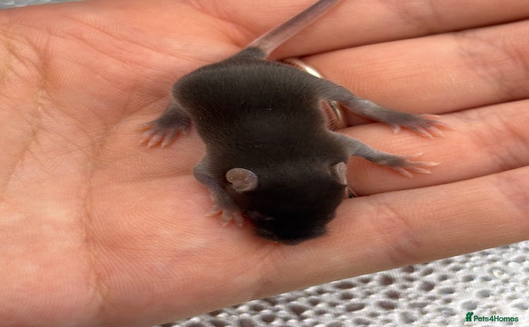 Mouse rodents - Advert 3