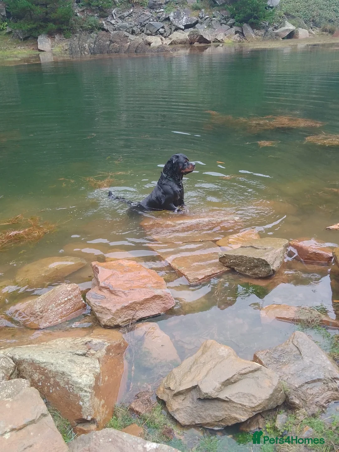 Rottweiler dogs for stud: Mr. Loki in Southampton - Advert 2