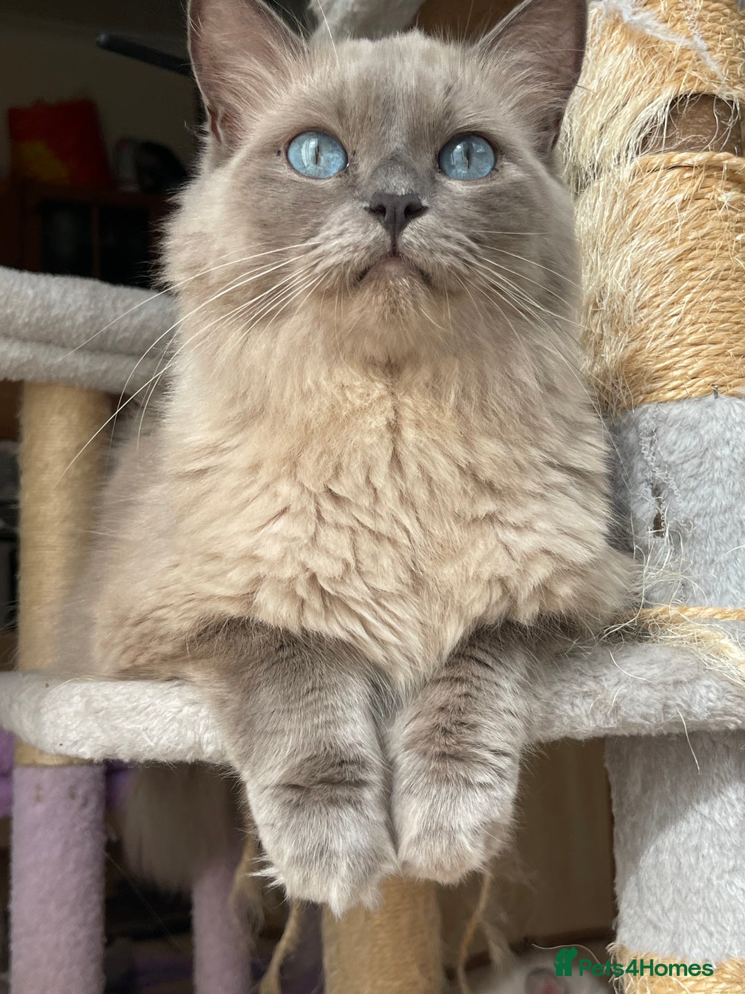 Ragdoll cats for sale: TICA registered pedigree Mink & blue point kittens - Image 33