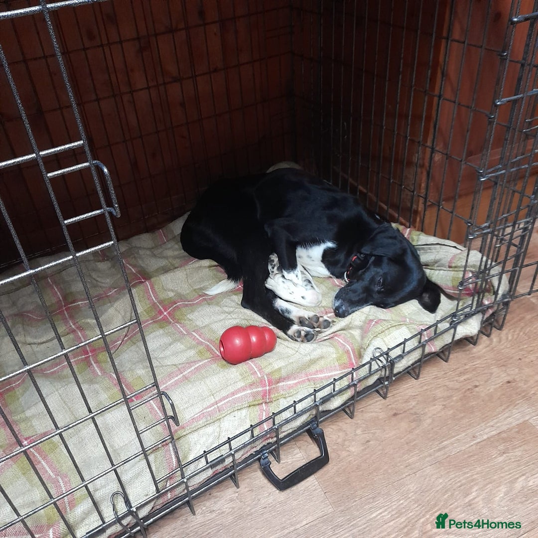 Mixed Breed dogs for adoption: NORA FOR ADOPTION IN CORNWALL/DEVON - Advert 3