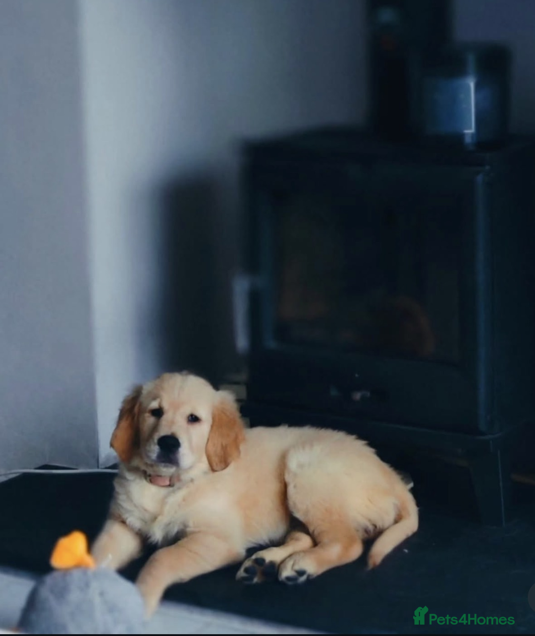 Golden Retriever dogs for sale: Best of Breed Golden Retrievers - Advert 20